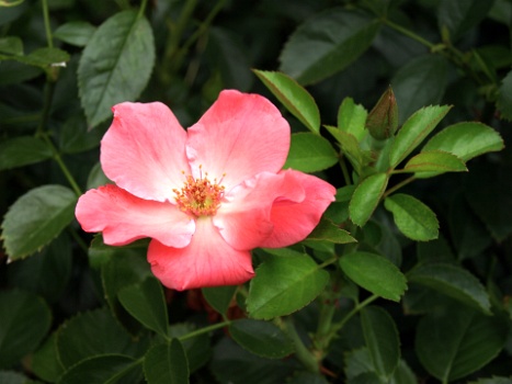 Lady Elsie May Rose  Lady Elsie May Rose